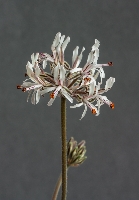 Pelargonium auritum subsp carneum